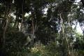 식산봉의 상록활엽수림 썸네일 이미지