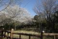 제주 신례리 왕벚나무 자생지 전경 썸네일 이미지