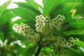 천제연 담팔수나무 꽃 썸네일 이미지