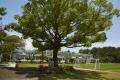 도순초등학교와 녹나무 썸네일 이미지