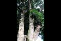 위미 동백나무 썸네일 이미지