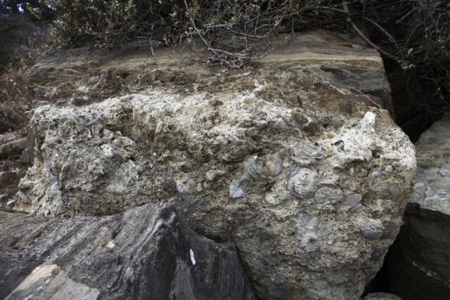 제주 서귀포층 패류화석 썸네일 이미지