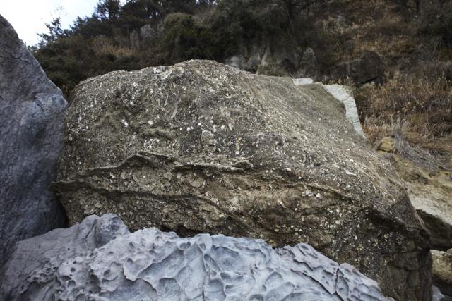 제주 서귀포층 패류화석 썸네일 이미지