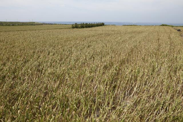 대정암반수마늘 재배지 전경 썸네일 이미지