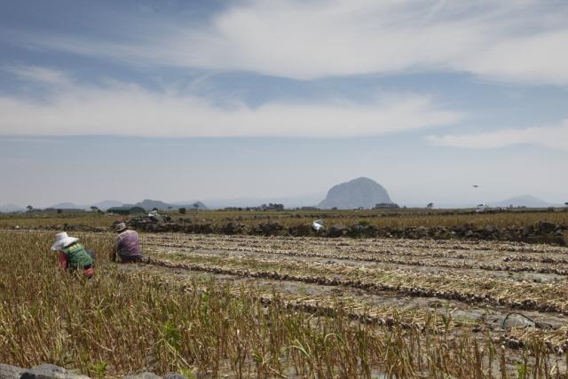 대정암반수마늘 수확 전경 썸네일 이미지