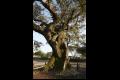 제주 성읍리 느티나무 수간 썸네일 이미지