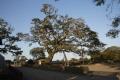 제주 성읍리 느티나무 전경 썸네일 이미지