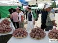 산척천등산고구마축제 썸네일 이미지